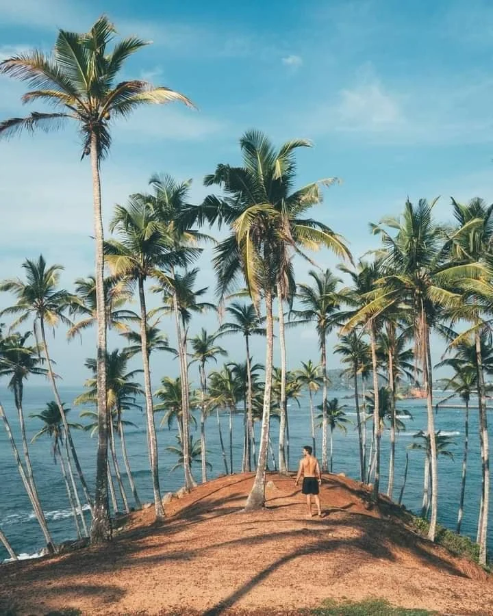 Palm tree coast path in Sri Lanka