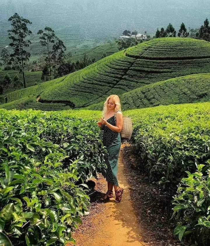 Tea estate landscape in Sri Lanka