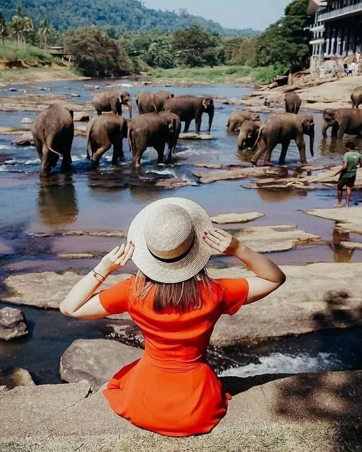 Elephants near a river in Sri Lanka